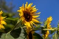 View Of Sunflower On The Blue Sky Background In The Summer Time Garden