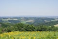 View on the sunflower field and hills Royalty Free Stock Photo