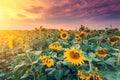 View of sunflower field Royalty Free Stock Photo