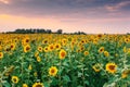 View of sunflower field Royalty Free Stock Photo