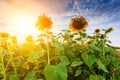 View of sunflower field Royalty Free Stock Photo