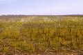 View sunflower fields after harvest