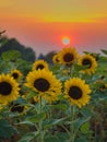 View of the sunflowers field during golden hour Royalty Free Stock Photo