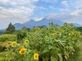 View of sunflowers and various other flowers