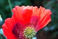 TRANSIENT RED POPPY FLOWER WITH MISSING PETAL
