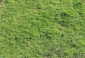 PATCH OF UNEVEN GREEN GRASS Royalty Free Stock Photo