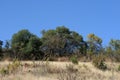 VEGETATION IN A SOUTH AFRICAN LANDSCAPE IN WINTER