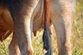 VIEW OF COW` TAIL AND BACK OF HIND LEGS Royalty Free Stock Photo