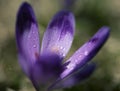 View at sunlit purple crocus flower in springtime. Morning dew on petals of a flower. Super macro photo of a crocus flower Royalty Free Stock Photo