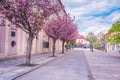 View in sunny day with blossoming tree . buildings in the city center of Liptovsky Mikulas. town in northern Slovakia, in the hist