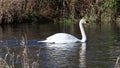 Swan in a creek