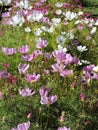 View of sunny pink and white  flowers in summer Tallinn Royalty Free Stock Photo