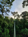 View of sunrise over canopy walkway in Danum Valley rain forest in lahad Datu Royalty Free Stock Photo