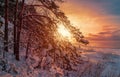 View of sunset over winter landscape with sea and covered in snow pine trees against dramatic evening light. Snowy sea coast Royalty Free Stock Photo