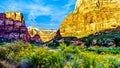 View of a Sunset over Zion Canyon with Yellow Wildflowers along the Emerald Pool Trail beside the Virgin River, Zion National Park Royalty Free Stock Photo