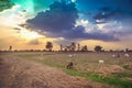 View of sunset sky over goat farm and herd of goat grazing grass on the field Royalty Free Stock Photo