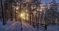 View of sunset with snowy pine forest with sun rays coming through and wooden path for relaxing walk. Covered in snow pine, fir Royalty Free Stock Photo