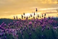 View in the sunset Sunset of Spanish Lavender stoechas, Spanish Lavender lavender, Lavandula pedunculata, French Lavender, Royalty Free Stock Photo