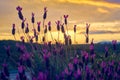 View in the sunset Sunset of Spanish Lavender stoechas, Spanish Lavender lavender, Lavandula pedunculata, French Lavender, Royalty Free Stock Photo