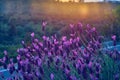 View in the sunset Sunset of Spanish Lavender stoechas, Spanish Lavender lavender, Lavandula pedunculata, French Lavender, Royalty Free Stock Photo