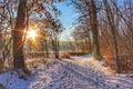 Sunshine Peeking Through Trees On A Winter Day