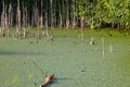 View of the surface of a green polluted pond