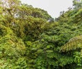 A view from a suspended bridge across the tree canopy in the cloud rain forest in Monteverde, Costa Rica Royalty Free Stock Photo