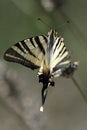 Swallow tailed butterfly.