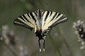 Swallow tailed butterfly.