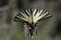 Swallow tailed butterfly.