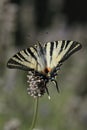 Swallow tailed butterfly.