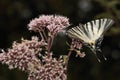 Swallow tailed butterfly.