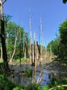 view into a swamp filled with water and dead trees Royalty Free Stock Photo