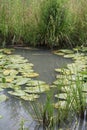 Yellow water lilies in a swamp Royalty Free Stock Photo