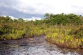 A view of the swamp in the jungle on a clear Sunny day in the nature reserve waterfall Kaieteur falls. Nature of South America