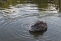 A swan duckling cleaning its feathers in a lake