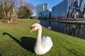 View of swan in front of the Ko - Bogen. The Ko-Bogen is a large