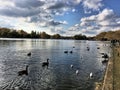 A view of swans, Geese and Ducks on a London Park