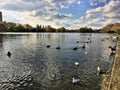 A view of swans, Geese and Ducks on a London Park