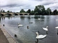 A view of Swans, Geese and Ducks in London Royalty Free Stock Photo