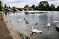 A view of Swans, Geese and Ducks in London Royalty Free Stock Photo