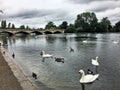 A view of Swans, Geese and Ducks in London Royalty Free Stock Photo