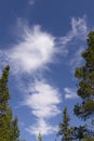 Blue sky with Nordland conifers Royalty Free Stock Photo