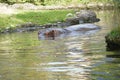 View on swimming and partly submerged of hippopotamus, in Latin Hippopotamus amphibius.