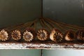 DRY POPPY SEED PODS IN A ROW ON A SHELF Royalty Free Stock Photo