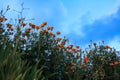 The view of tagetes marigold flowers in the rural in sunset. Royalty Free Stock Photo