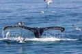 View of the tail of gray whale diving into the ocean and flocks of seagulls circling over water Royalty Free Stock Photo