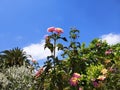 Tall carnation pink and yellow flowers with a blue sky Royalty Free Stock Photo