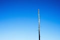 View of a tall dry tree under a clear blue sky Royalty Free Stock Photo