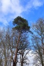 A view of a tall evergreen Scots Pine tree Royalty Free Stock Photo